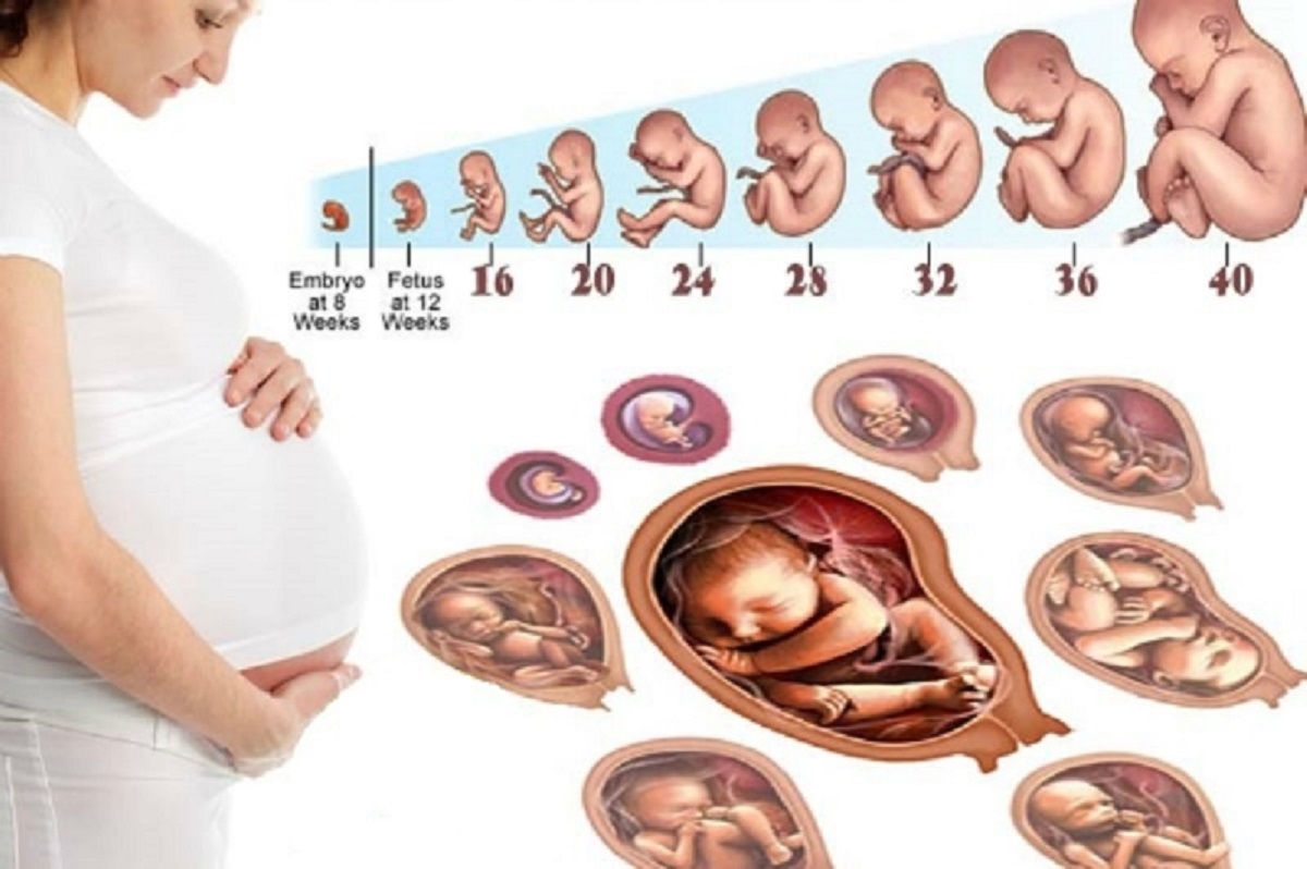 Quá trình phát triển của thai nhi qua từng giai đoạn trong thai kỳ