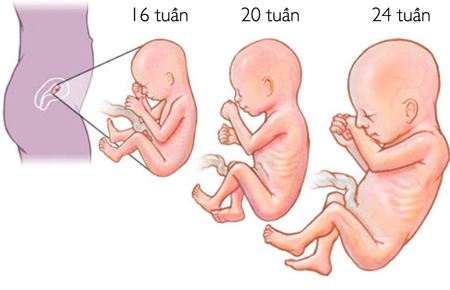 3 Tháng Giữa Thai Kỳ Là Gì