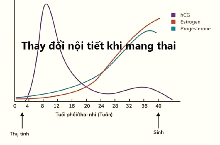 Thay đổi Hormone Khi Mang Thai Theo Từng Giai đoạn